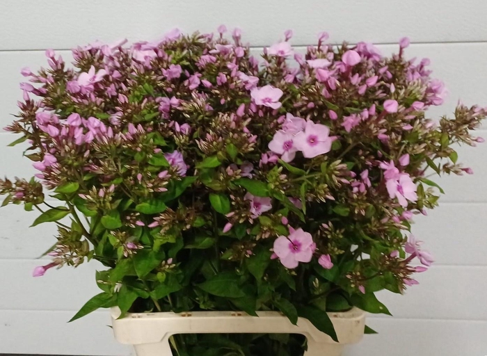 <h4>PHLOX P MISS ANN EYE</h4>