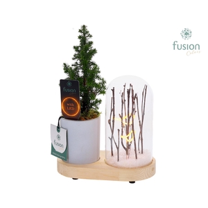 LED Lichtbal Vogels houten planter met Chamaecyparis.