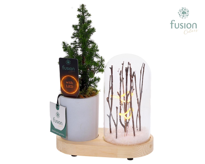 <h4>LED Lichtbal Vogels houten planter met Chamaecyparis.</h4>