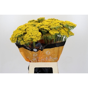 Achillea Golden Prairi