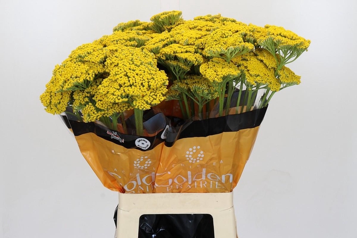 <h4>Achillea Golden Prairi</h4>