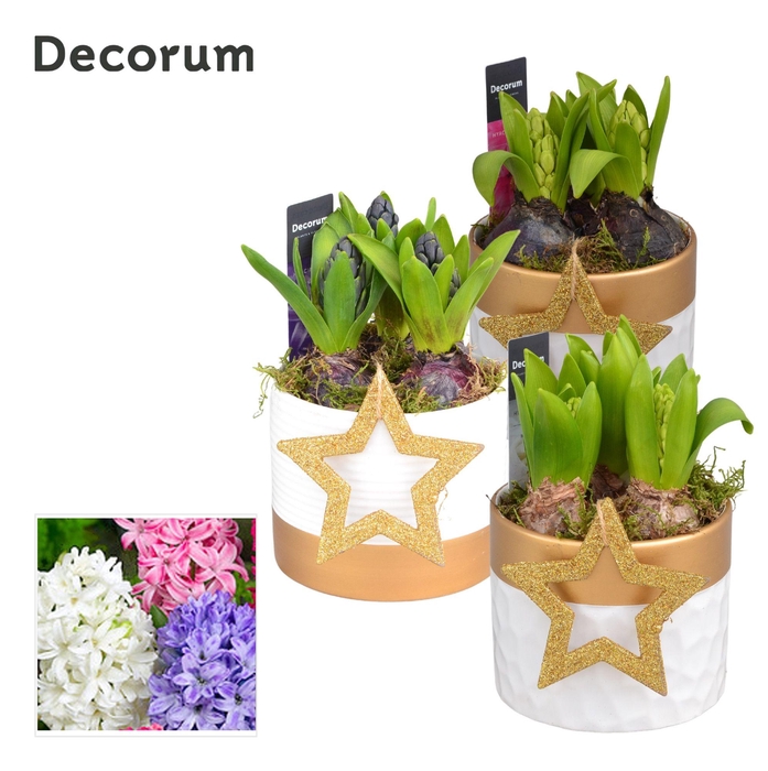 <h4>Hyacint Wit Goud Keramiek HL13222 [SHINY & SPARKLING]</h4>