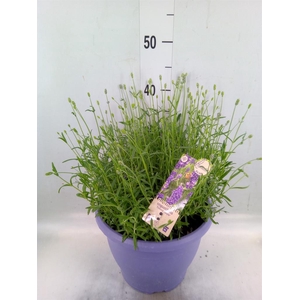 Lavandula angus. 'Essence Pure'