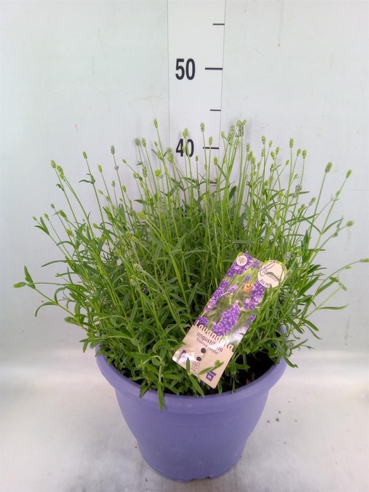 <h4>Lavandula angus. 'Essence Pure'</h4>