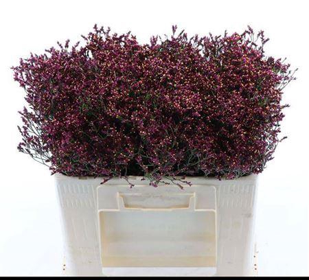 Lim Sin Scar Diamond