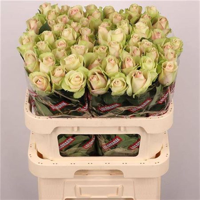 <h4>R Gr La Belle</h4>