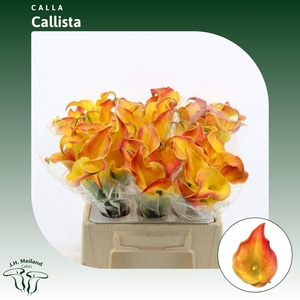 Calla Callista