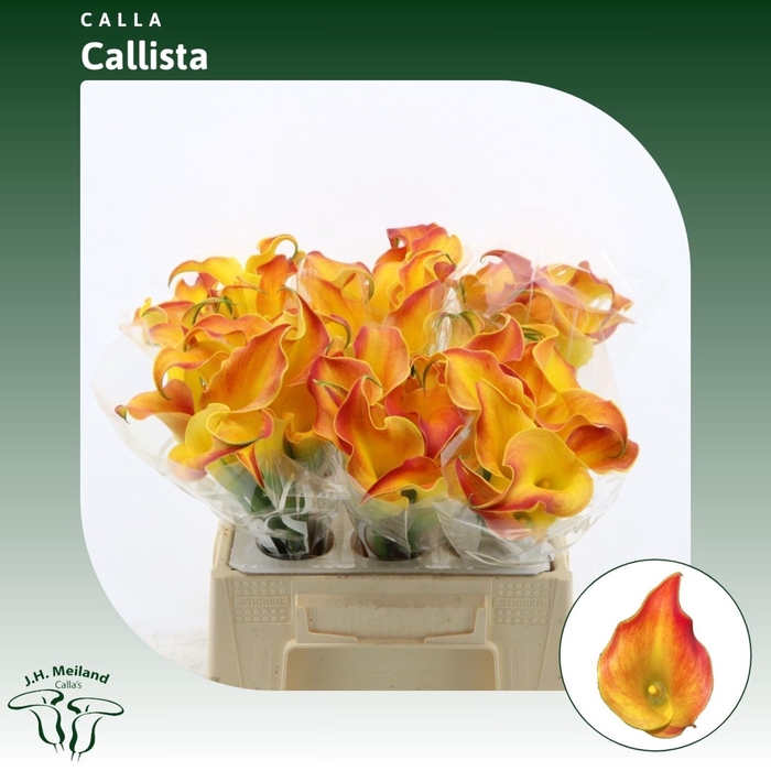<h4>Calla Callista</h4>