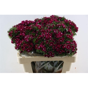 Di Barb Breanthus Jolly Purple Pink