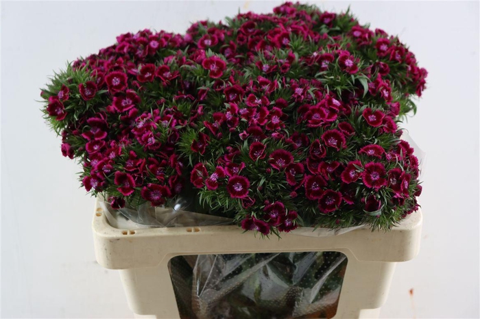 <h4>Di Barb Breanthus Jolly Purple Pink</h4>