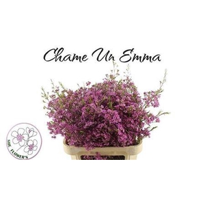CHAME UN EMMA
