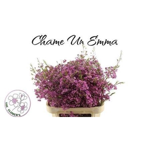 Chamelaucium uncinatum 'Emma'