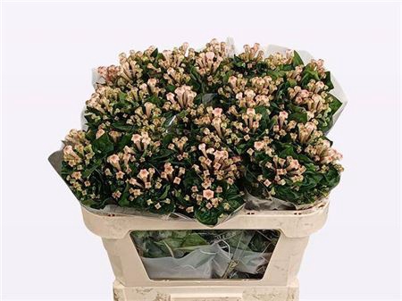 <h4>Bouv En Blossom</h4>