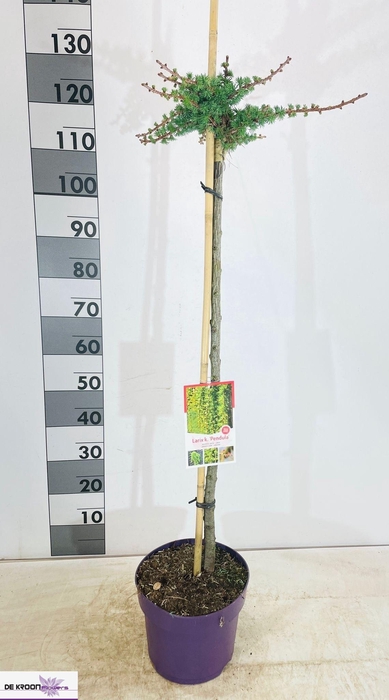 <h4>LARIX KAEMPFERI</h4>