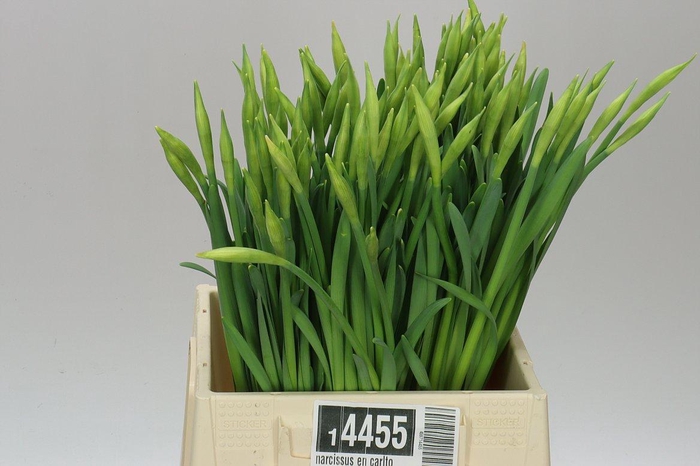 <h4>Narcissus En Carlton</h4>