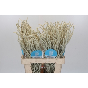Amaranthus Yearming Desert
