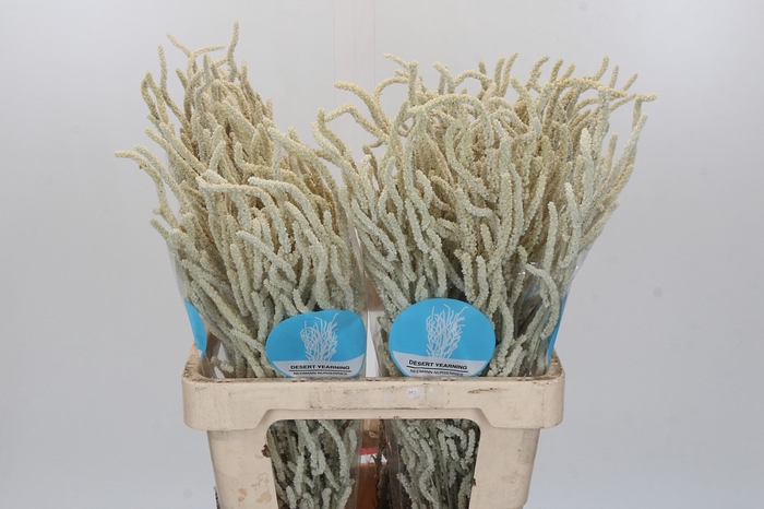 <h4>Amaranthus Yearming Desert</h4>