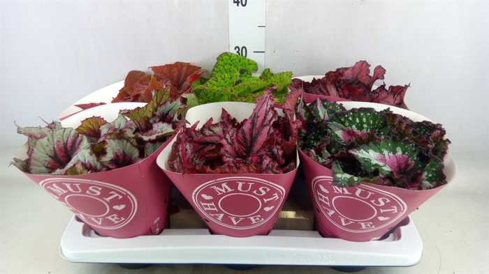 <h4>Begonia BD 'Beleaf'   ...mix</h4>
