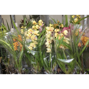CYMBIDIUM P18 MIN 1 HT