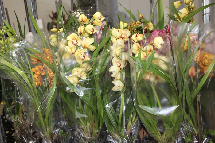 <h4>CYMBIDIUM P18 MIN 1 HT</h4>