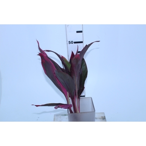 FOLHAGEM DRACENA TERMINALIS PINK