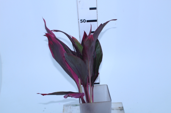FOLHAGEM DRACENA TERMINALIS PINK