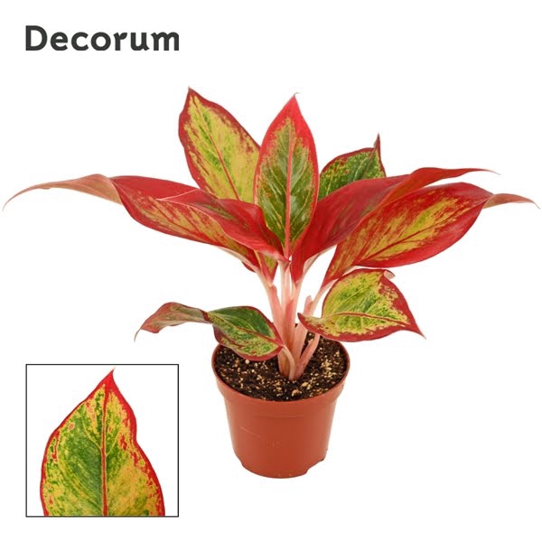 <h4>Aglaonema Red Fire 9 cm (Decorum)</h4>