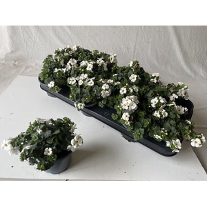 SUT BA CA HUGE WHITE