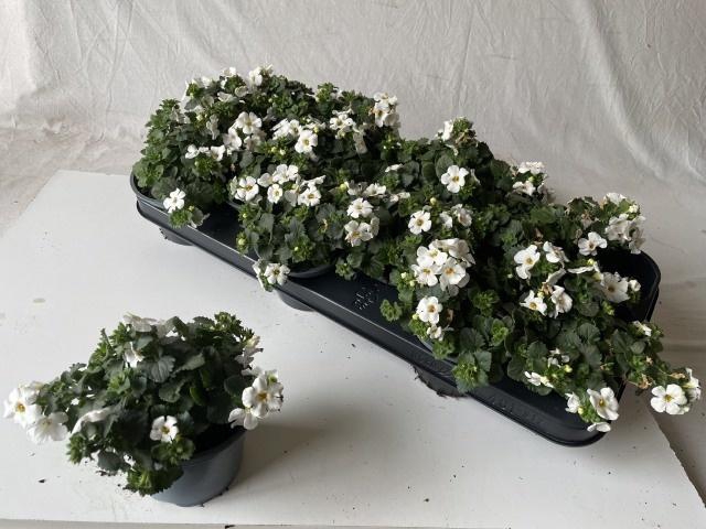 <h4>SUT BA CA HUGE WHITE</h4>