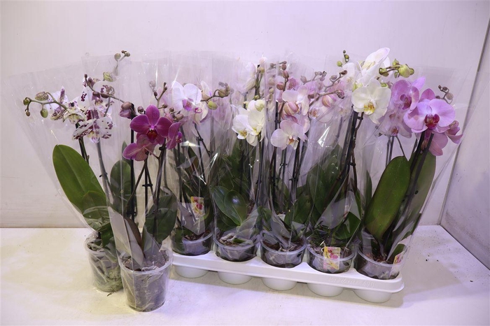 <h4>arr8 Phal Gem</h4>