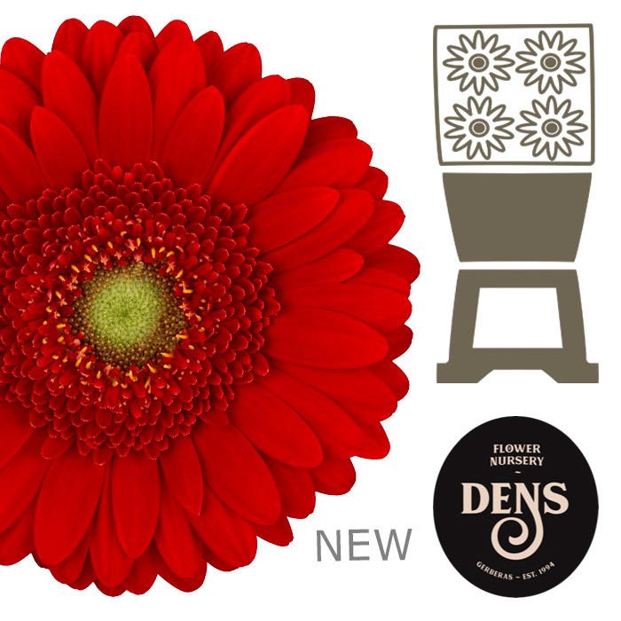 <h4>Germini Chili Diamond</h4>