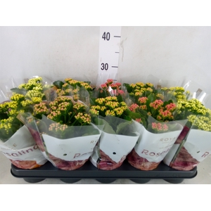 Kalanchoe blos. 'RoyalDon'   ..mix