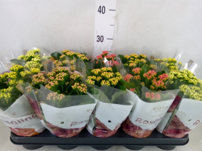 <h4>Kalanchoe blos. 'RoyalDon'   ..mix</h4>