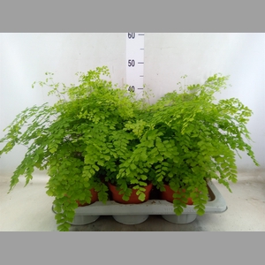 Adiantum raddi. 'Fragrans'