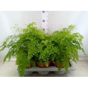Adiantum raddi. 'Fragrans'