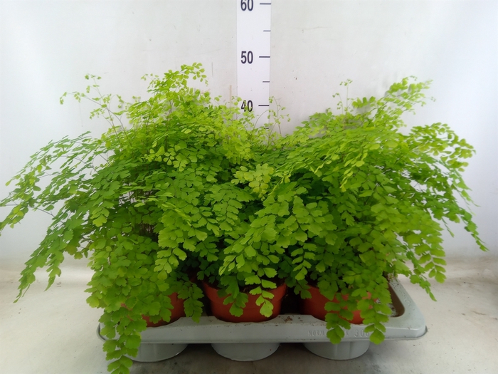 <h4>Adiantum raddi. 'Fragrans'</h4>