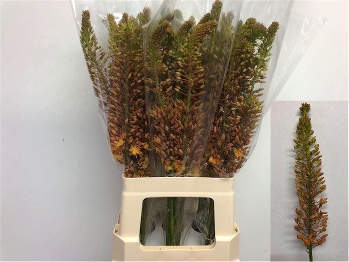 <h4>EREMURUS RUITER</h4>