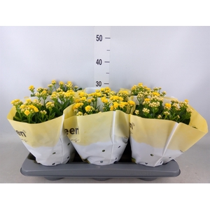Kalanchoe   ...