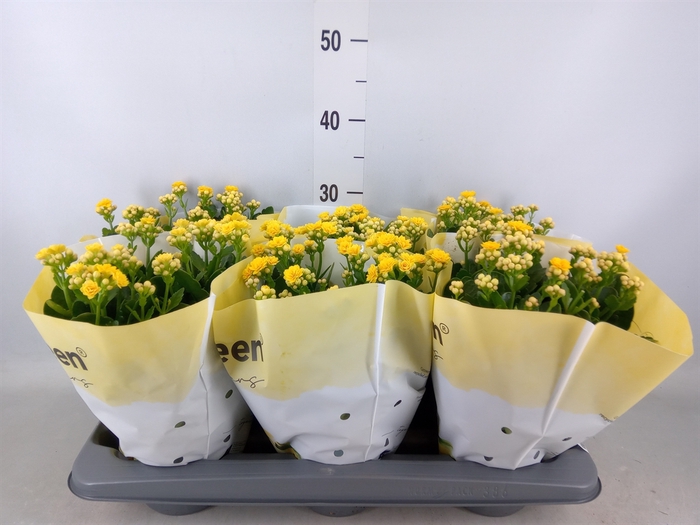 <h4>Kalanchoe   ...</h4>