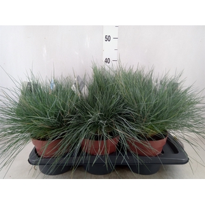 Festuca glauca 'Intens Blue'