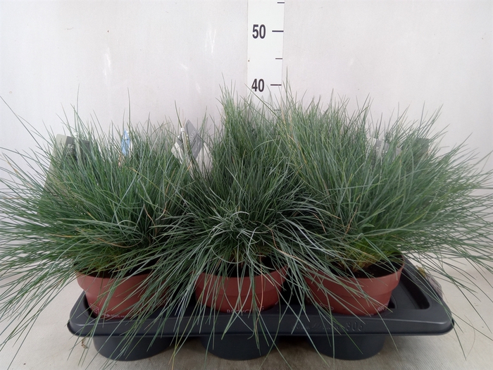 <h4>Festuca glauca 'Intens Blue'</h4>