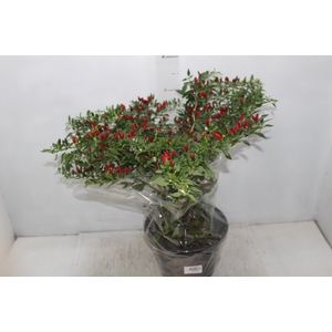 PIMENTA MALAGUETINHA P24