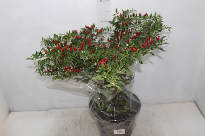 PIMENTA MALAGUETINHA P24