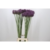 Allium Pink Lady