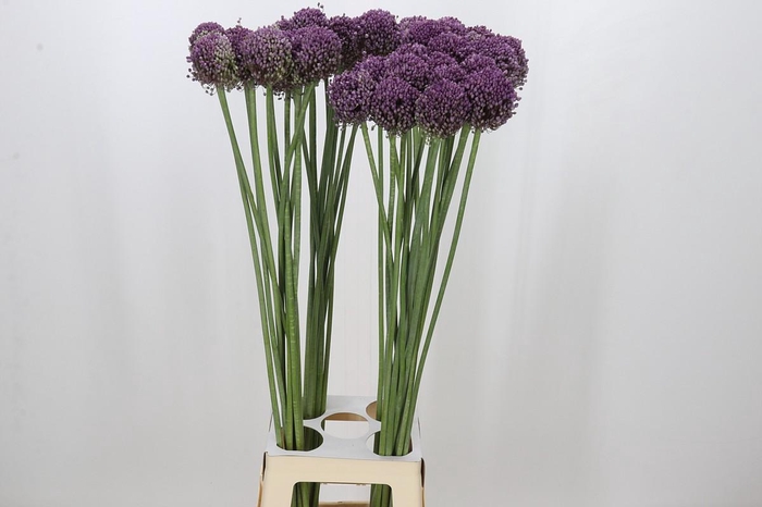 <h4>Allium Pink Lady</h4>