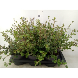 Ceratostigma griffithii