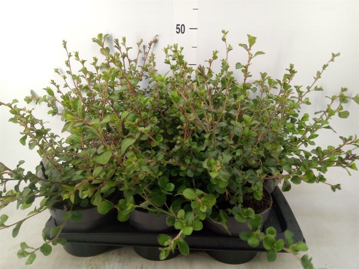 <h4>Ceratostigma griffithii</h4>