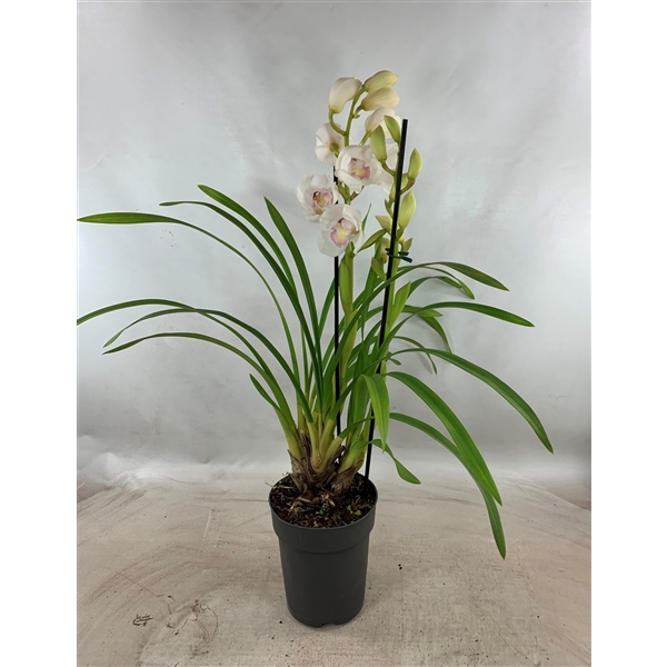 <h4>Cymbidium two virgins 2-3 tak</h4>