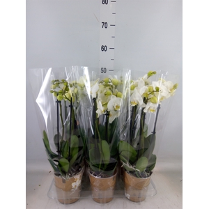Phalaenopsis   ...white