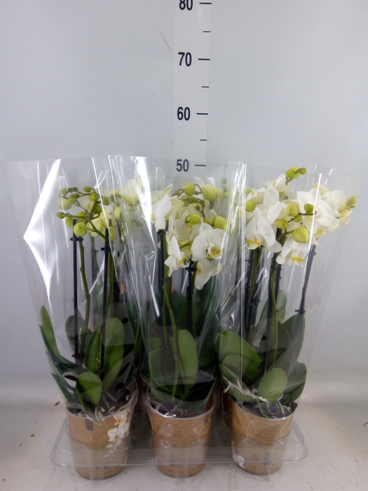 <h4>Phalaenopsis   ...white</h4>